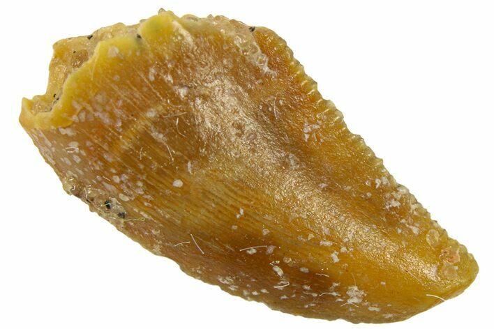 Serrated Raptor Tooth - Real Dinosaur Tooth #300838